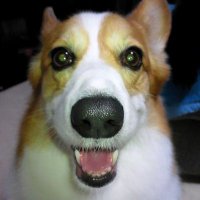 キョン (@takayomi7788) 's Twitter Profile