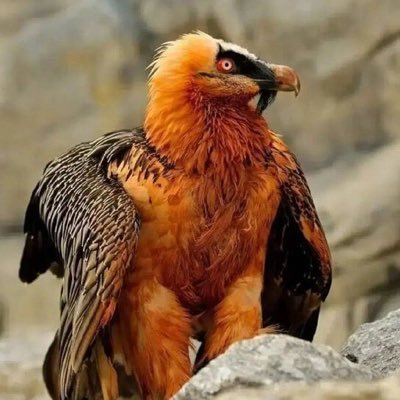 bahader_taheri's profile picture. برانداز، پادشاهی‌خواه، خیلی وقته بت‌پرستی رو گذاشتم کنار.