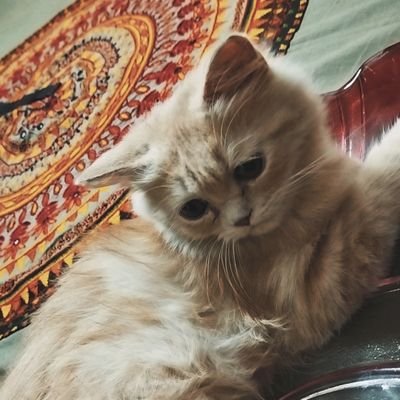 memofiz69's profile picture. i am nothing but trying to be something