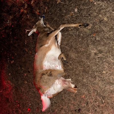 brsbaseball83's profile picture. 