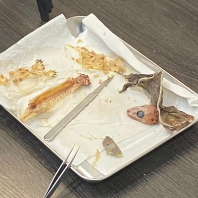 taxidermy studio GEKO TOKYO/貴方が愛した爬虫類達の亡き骸を冷凍で送って頂き剥製にし永遠の存在として甦らせるスペシャリスト/供養としての活動ですのでお気持ち程度の料金は頂いております/生体からの製作はお断りしております/生体販売は行っておりません/飼育フォローなどは無料ですので お気軽にどうぞ