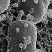 Just a bacterium trying to take over the world.