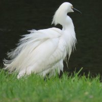 Elation70 (@elation70) 's Twitter Profile