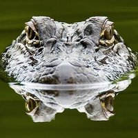 Friday (@friday_gator) 's Twitter Profile