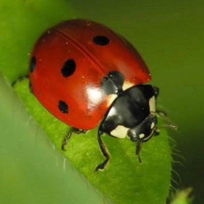 mugurgurel's profile picture. 