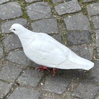 Hilde Stadler (@hildestadler) 's Twitter Profile
