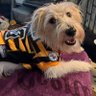 adkyinzer's profile picture. From NYS, but bleed black & gold! RN, dog mom, Pittsburgh sports fanatic & lover of all things Pittsburgh. #LetsGoPens #HereWeGo #LetsGoBucs