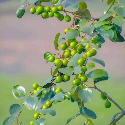 Md_Ibrahim52's profile picture. 