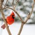 Cardinal in the air (@larryclarry) Twitter profile photo Cardinal in the air (@larryclarry) Twitter profile photo