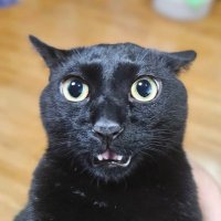黒猫山 (@kuronekoyama42) 's Twitter Profile Photo