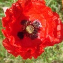 Ann Wilkinson - @Ann17thc - Twitter