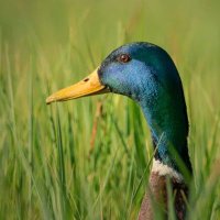 El Campo de Datos 🌾 (@campo_de_datos) 's Twitter Profile