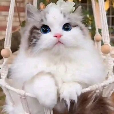 友達とコミュニケーションを取るのが大好きです。そして、私の国である日本も大好きです。良い一日をお過ごしください。私の大好きな愛らしいペットと花々