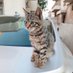 Sivri Dilli Kedi (@kedisivri) Twitter profile photo Sivri Dilli Kedi (@kedisivri) Twitter profile photo