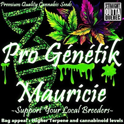 Depuis 2019, Sélectionneurs passionnés, de génétique de qualité supérieure ! Avec des profils élevés en terpènes et cannabinoïdes.