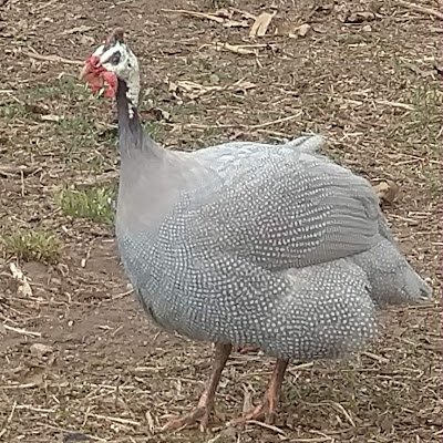 The_GuineaFowl's profile picture. 