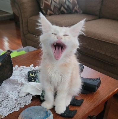 DavidMccor57478's profile picture. Patriot till the end! America Only!