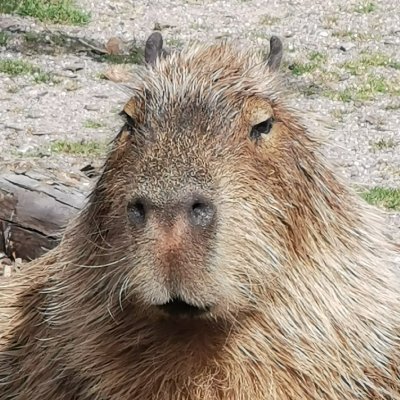 c_xis's profile picture. geek, gamer, I build things