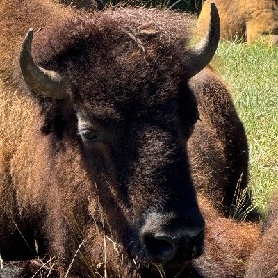 Bunchabull71's profile picture. #fatigue