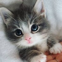 Enzo (@chatrigole2) 's Twitter Profile