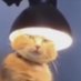 Catfather B (@b_catfather) Twitter profile photo Catfather B (@b_catfather) Twitter profile photo