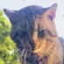 A. Concerned Citizen (@noblefacts) Twitter profile photo A. Concerned Citizen (@noblefacts) Twitter profile photo