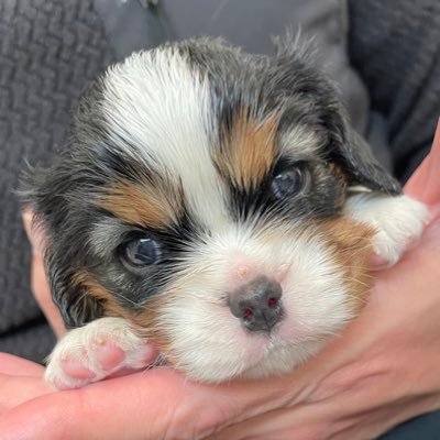 buddyabby523's profile picture. 趣味:ゲーム@🏠な主(K)が綴る愛犬キャバリアとの日常 🐶Buddy(ルビー♀)2014〜2024.5.23🌈 : 🐶Abby(トライ♀)2024.10.12〜 :2024.12.14共同生活開始&子育て奮闘中。ペットロス癒しを求めて: 無言フォローいいね、失礼します