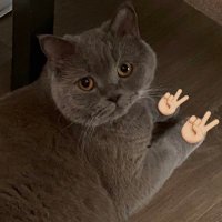 pika pika (@piksibella) 's Twitter Profile Photo pika pika (@piksibella) 's Twitter Profile Photo