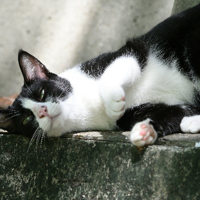 RealTwinkieCat's profile picture. Just an old Texas cat