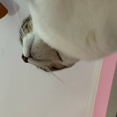 Noewhoawe's profile picture. 