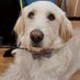 Guide Dog Souly's adventures (@jamesizzy61989) Twitter profile photo Guide Dog Souly's adventures (@jamesizzy61989) Twitter profile photo