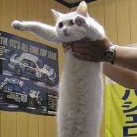 LongCat CTO (@longcatsol) 's Twitter Profile