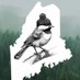 Blackcappedchickadeemerch (@mainechickmerch) Twitter profile photo Blackcappedchickadeemerch (@mainechickmerch) Twitter profile photo