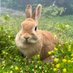 ごま🐰(飼い主:あるじ) (@tk2ch) Twitter profile photo ごま🐰(飼い主:あるじ) (@tk2ch) Twitter profile photo