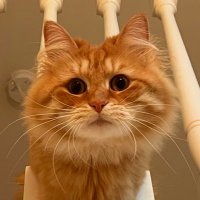 Christopher Cyr (@plaidcats) 's Twitter Profile