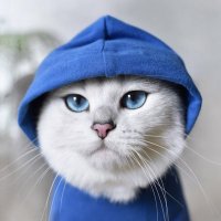 Coby The Cat (@cobysolana) 's Twitter Profile