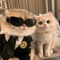 鱼子酱 (@dopa521) 's Twitter Profile