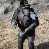 transfer portal primate ๐ (@boiler_primate) 's Twitter Profile Photo transfer portal primate ๐ (@boiler_primate) 's Twitter Profile Photo