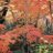 four_seasons_66