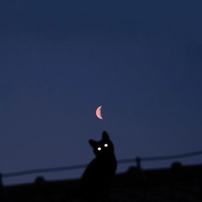 xinefmai's profile picture. .