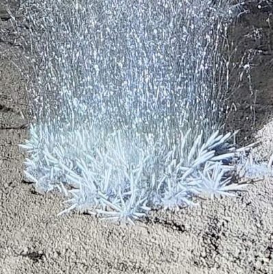 LeafedCamel's profile picture. hello this bio is made of cheese