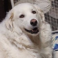 Shoutout219 (@shoutout219) 's Twitter Profile