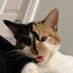 kat (@freakykatlol) Twitter profile photo kat (@freakykatlol) Twitter profile photo