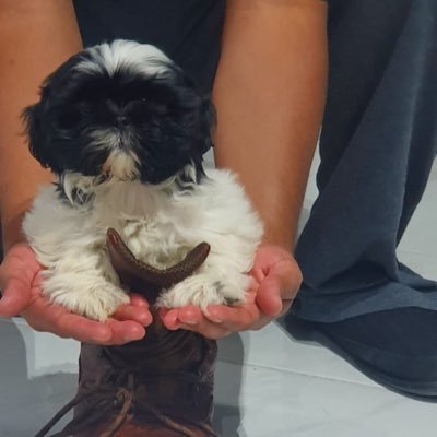 wvkeesee's profile picture. “Jambalaya and a crawfish pie and a fillet gumbo 'Cause tonight, I'm gonna see my ma cher amio Pick guitar, fill fruit jar and be gay-o Son of a gun 🎵🎶🎵🎶