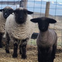 Anti-Proxy War Liberty Lambs 🇺🇸 (@gretchenlbb) 's Twitter Profile
