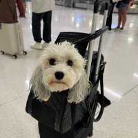 Diana Strickland (@dianastric72623) 's Twitter Profile