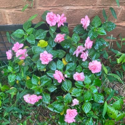 casrmel1's profile picture. Here for news. Trump supporter x 3.  Love my country 🇺🇸