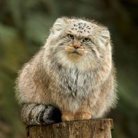 𝔾𝕠𝕠𝕕 𝕛𝕠𝕓 𝕤𝕠𝕝𝕕𝕚𝕖𝕣 (@aeon_big_fan) 's Twitter Profile