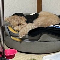 キャも (@kyaaamo) 's Twitter Profile