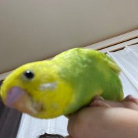 HONE (@mine__caron) 's Twitter Profile